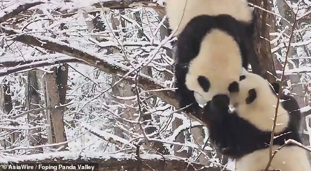 Китай засніжило: панди грайливо борються у снігу - фото 4