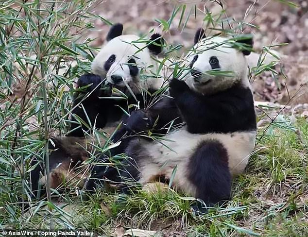 Китай засніжило: панди грайливо борються у снігу - фото 5
