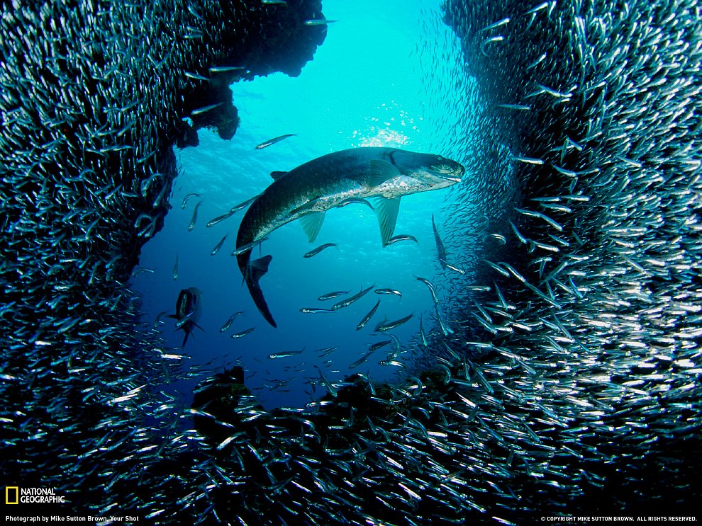 Поразительный подводный мир и его обитатели
