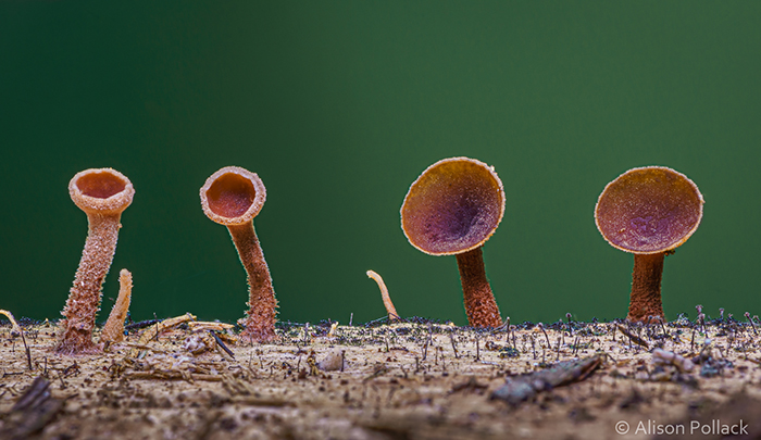 Экстремальные макроснимки грибов
