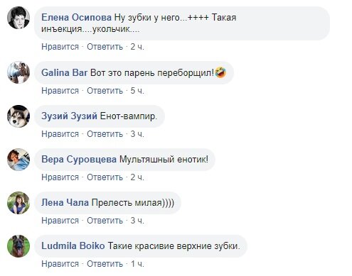 Сеть позабавило видео со смешным енотом, который пьет воду из чашки. ВИДЕО