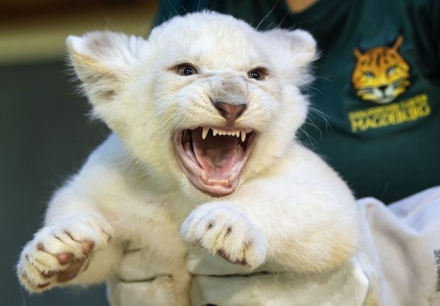 В немецком зоопарке показали редких белых львят. ФОТО