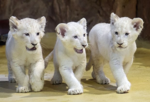 В немецком зоопарке показали редких белых львят. ФОТО