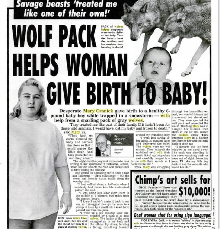 Дикие волки спасли беременную женщину и приняли у нее роды. ФОТО