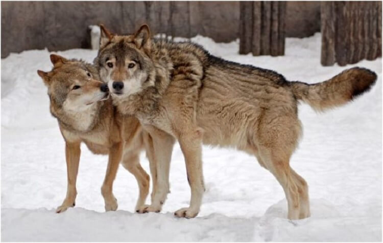 Дикие волки спасли беременную женщину и приняли у нее роды. ФОТО