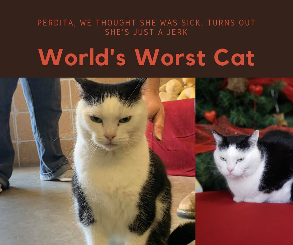 «Худшая кошка в мире»: приют ищет дом вредной кошке по кличке Пердита, и для этого ей написали честное резюме. ФОТО
