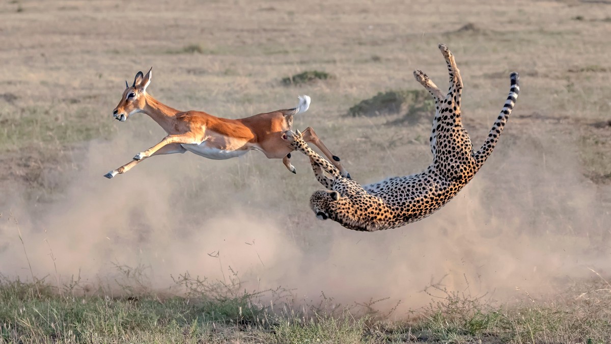 Невероятные фотографии с животными в прыжке