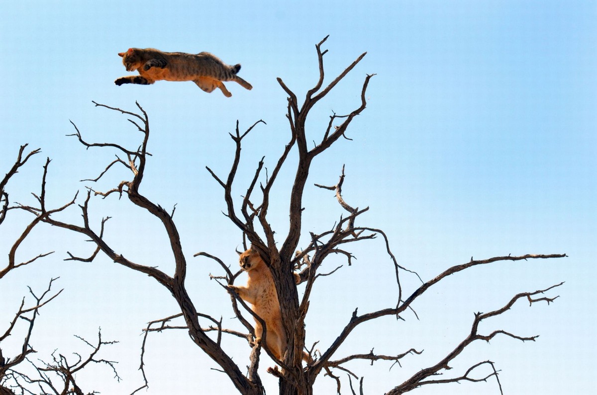 Невероятные фотографии с животными в прыжке