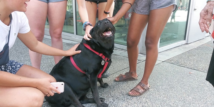 Сильная и независимая собака Эклипс из Сиэтла сама ездит в парк. У неё есть свой проездной и куча поклонников. ФОТО