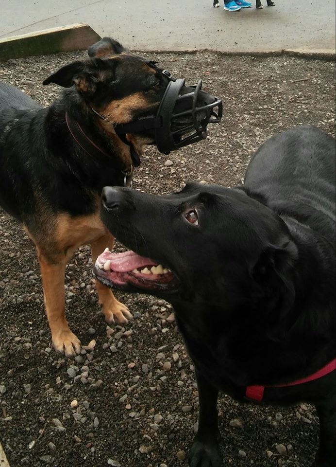 Сильная и независимая собака Эклипс из Сиэтла сама ездит в парк. У неё есть свой проездной и куча поклонников. ФОТО