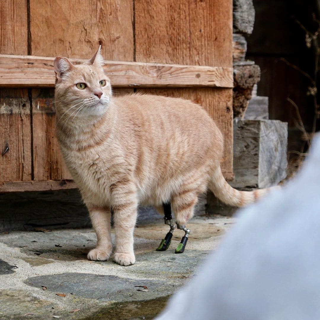 Кот попал в аварию, потерял лапы, и ему поставили бионические протезы. И его энергичности можно позавидовать! ФОТО