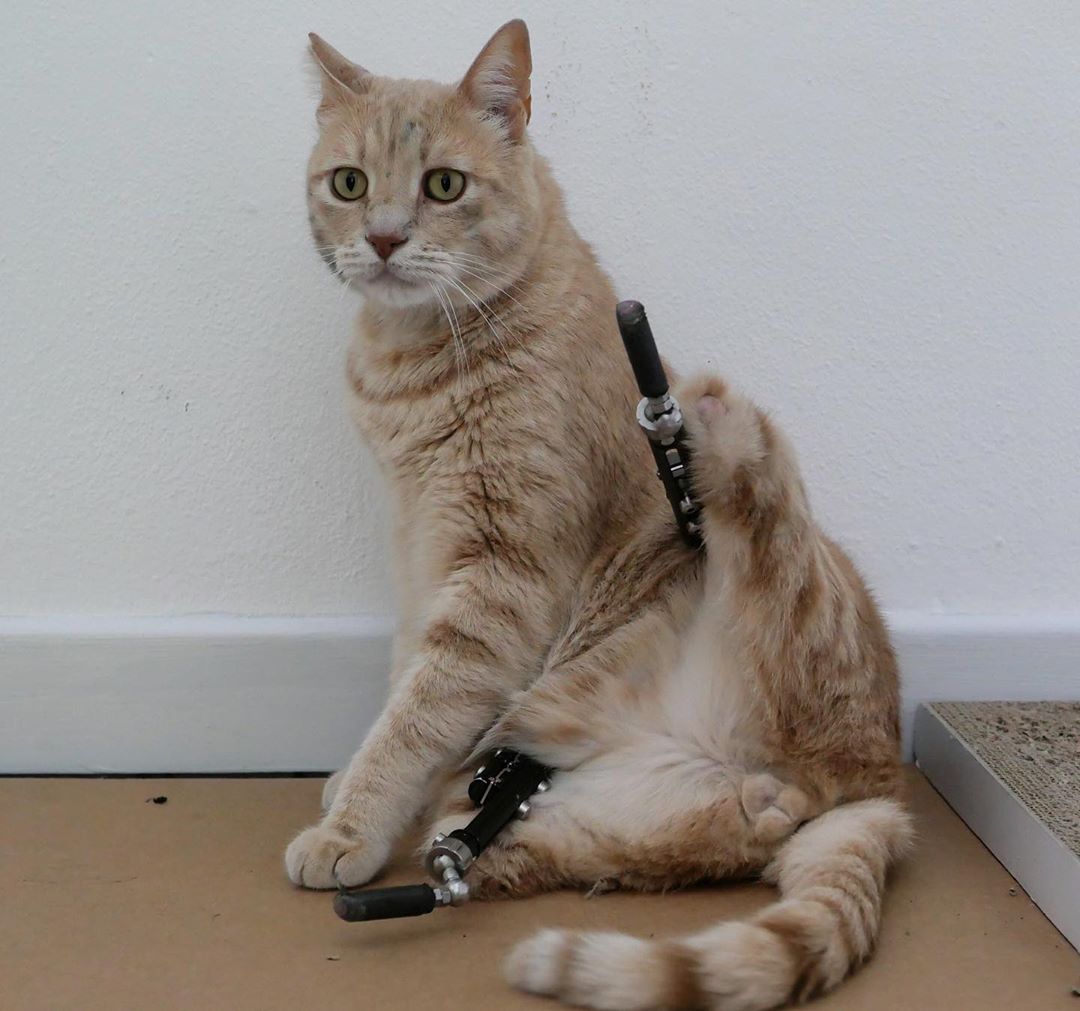 Кот попал в аварию, потерял лапы, и ему поставили бионические протезы. И его энергичности можно позавидовать! ФОТО