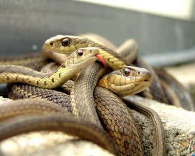 В доме школьного учителя в Калифорнии нашли 400 змей