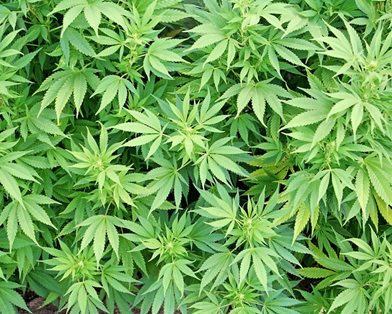 В Уругвае открылись курсы по выращиванию марихуаны