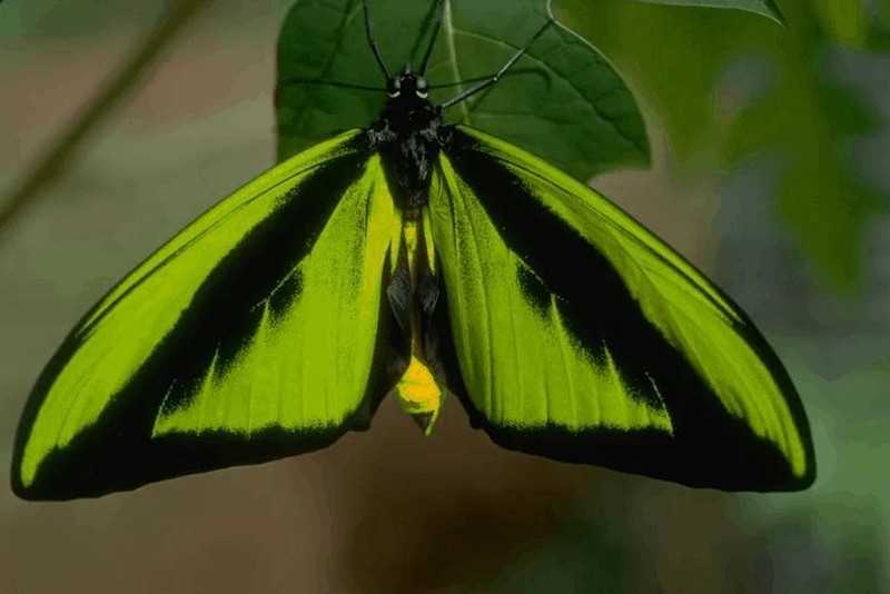 Самые большие среди бабочек в мире