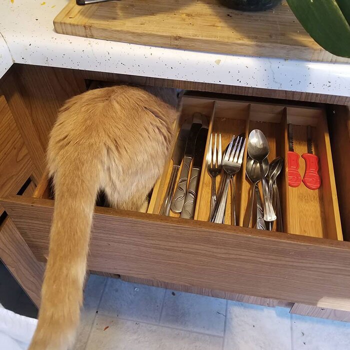 Кот-проныра Оливер, который залез всюду, куда можно и нельзя. ФОТО Кот-проныра Оливер, который залез всюду, куда можно и нельзя. ФОТО
