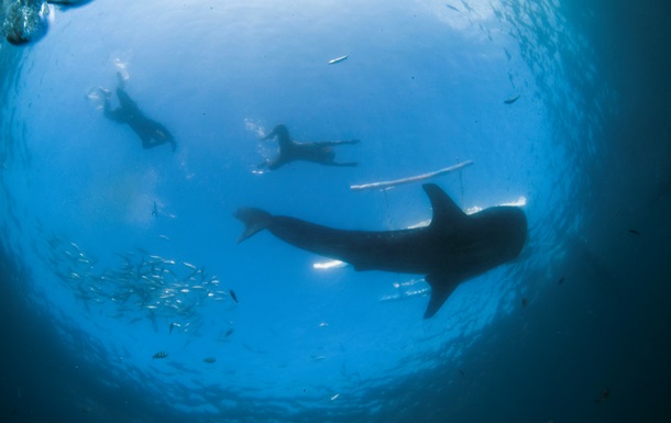 В Австралии акула напала на женщину и утащила ее в океан