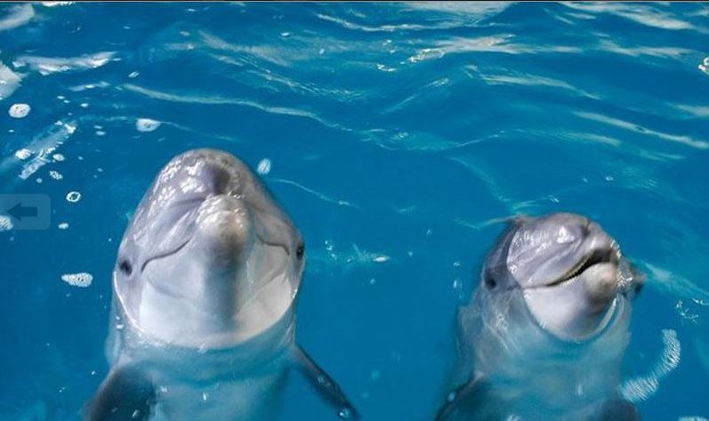 Ученые придумали способ вести диалог с дельфинами  