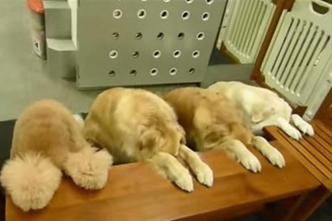 Видео с собаками, которые "молятся" перед трапезой - новый хит интернета