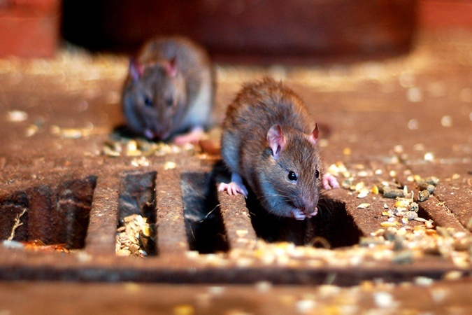 Женщина поселилась в отеле с тысячей крыс