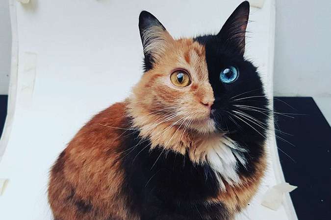 Кошка Химера из Аргентины пленила Интернет. ФОТО
