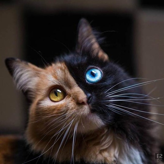 Кошка Химера из Аргентины пленила Интернет. ФОТО
