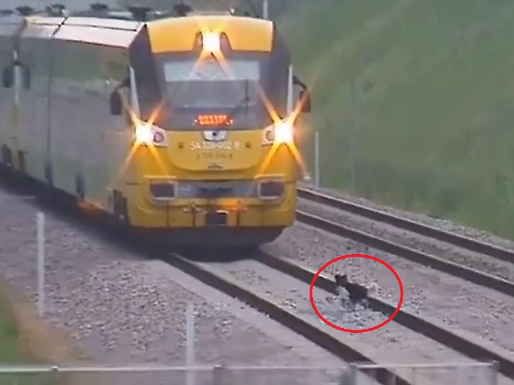 Упрямый пёс тормозил движение поезда. ВИДЕО