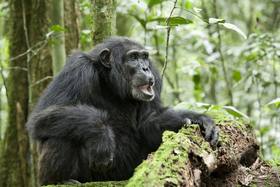 Британские ученые смогли расшифровать язык жестов шимпанзе