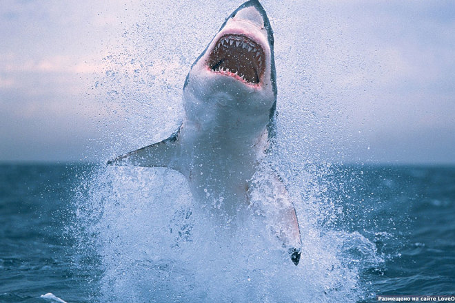 В Австралии белая акула до смерти подавилась морским львом