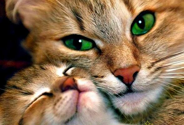 Так любить могут только мамы: Трогательные снимки кошачьей идиллии (ФОТО) Так любить могут только мамы: Трогательные снимки кошачьей идиллии (ФОТО)
