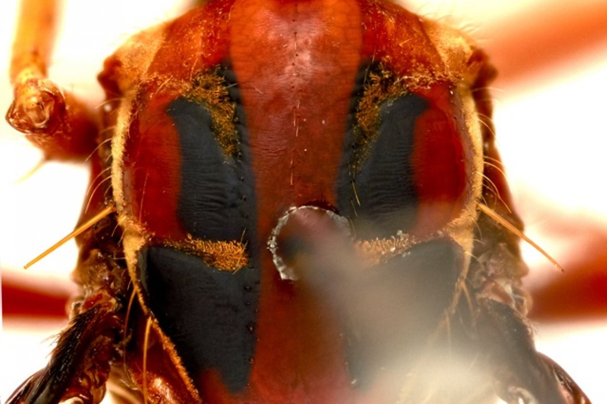 Humorolethalis sergius