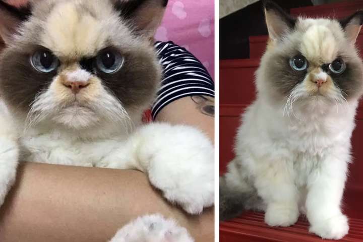 Кошка покорила Сеть суровым взглядом. ФОТО Кошка покорила Сеть суровым взглядом. ФОТО