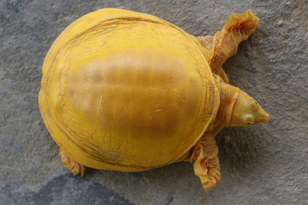 В Индии обнаружили редкую черепаху-альбиноса. ФОТО