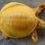 В Индии обнаружили редкую черепаху-альбиноса. ФОТО