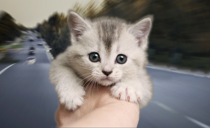 Как водители спасают котиков: доброе видео 