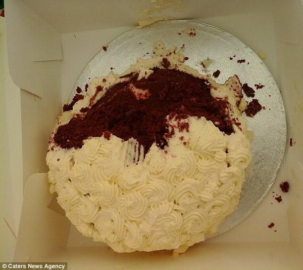 Черный лабрадор подпортил свадьбу британской паре, украв шоколадный торт
