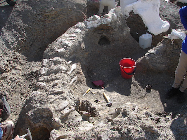Найдены останки самого большого динозавра