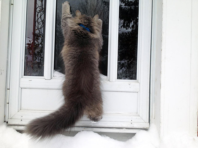 Домашние котики, которые впервые увидели снег