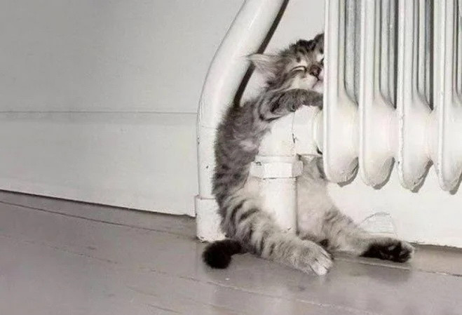 Котики всегда помогут найти самое тёплое место в доме