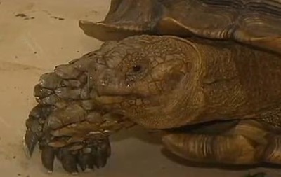 Огромная черепаха устроила пробку во Флориде