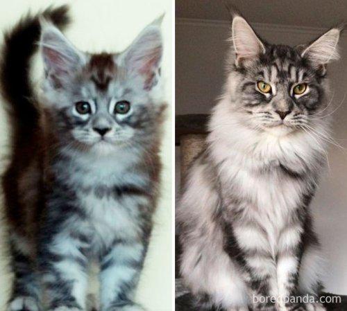 Невероятная подборка снимков кошек «тогда и сейчас» (ФОТО)