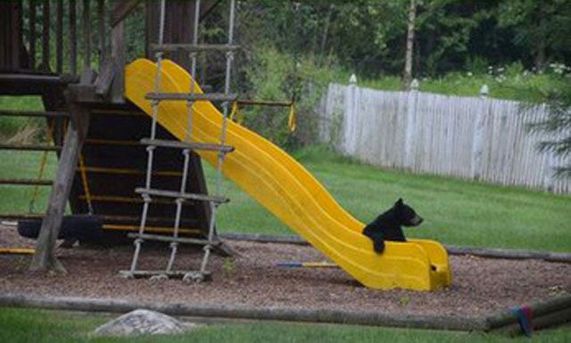 Медведица сводила детей в парк развлечений. ФОТО