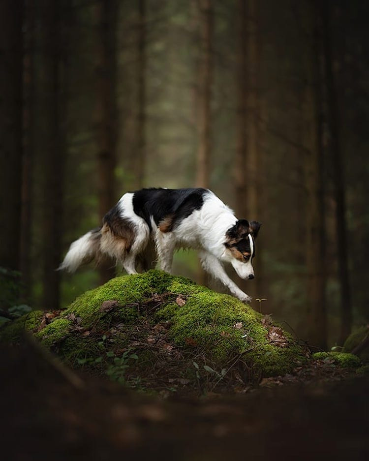 Снимки собак на фоне потрясающих пейзажей