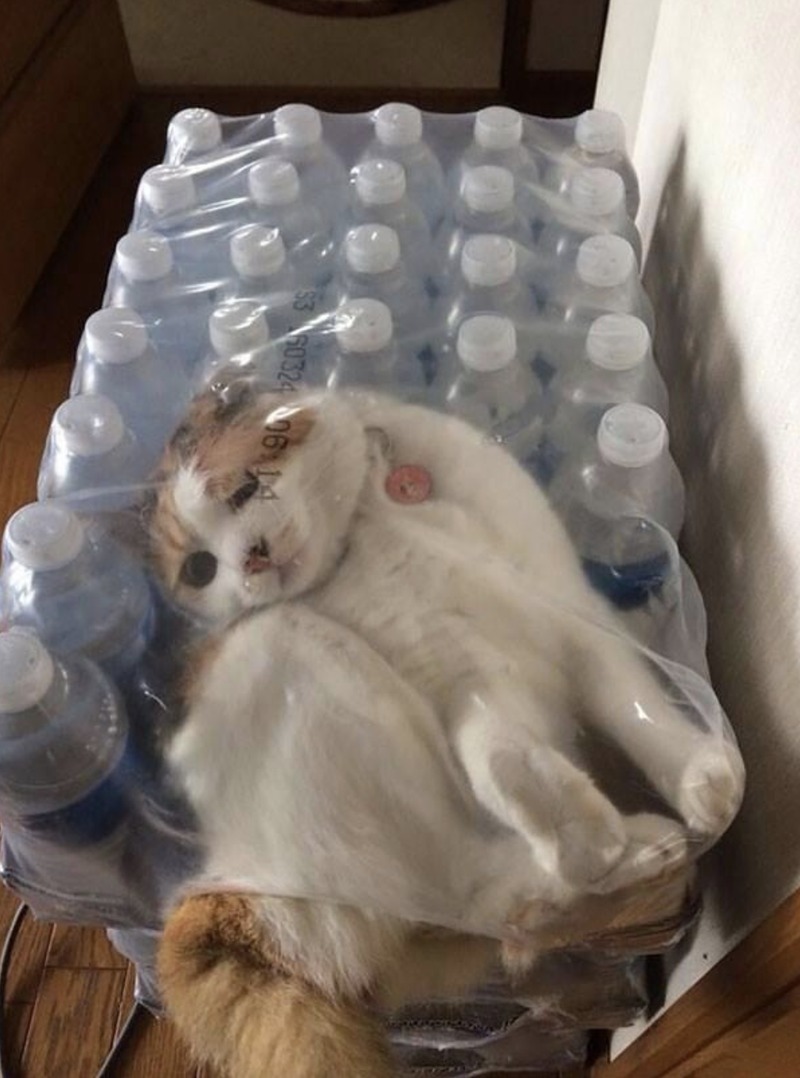 Кошки — это вода, и их ничего не остановит. ФОТО