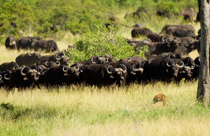 Лев, попавший в стадо буйволов, обречен на смерть. ФОТО