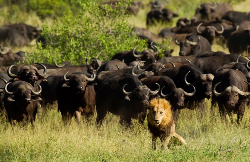 Лев, попавший в стадо буйволов, обречен на смерть. ФОТО