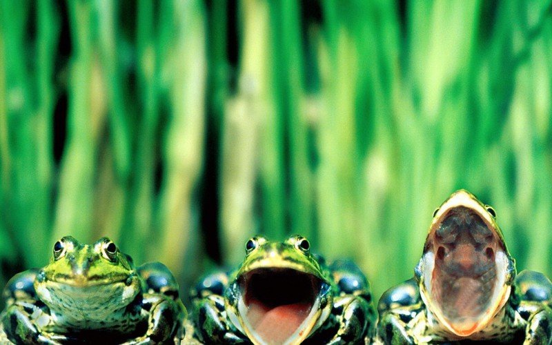 Забавные и очаровательные лягушки