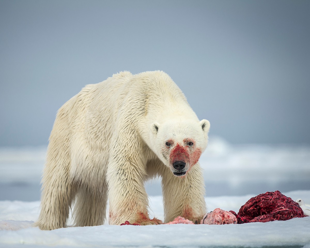 Впечатляющая драка белых медведей из-за мяса