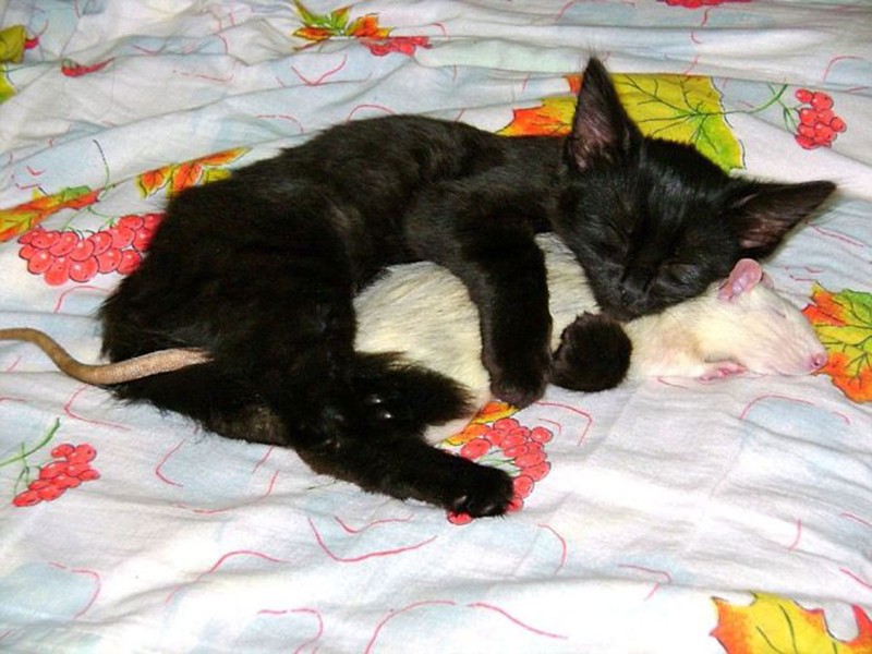 Разные животные так мило спят вместе