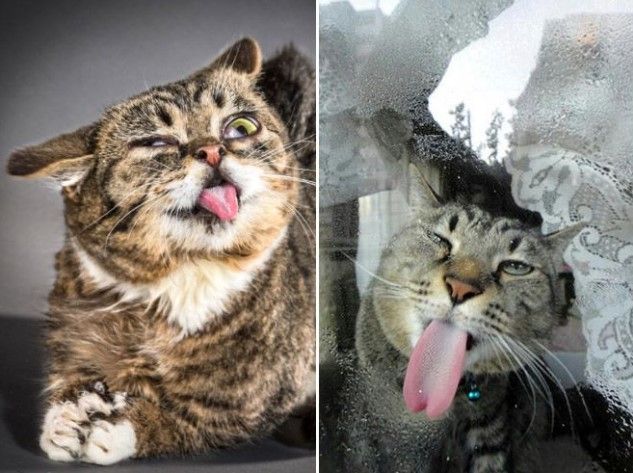 Не все коты могут быть одинаково фотогеничны: курьезные фото